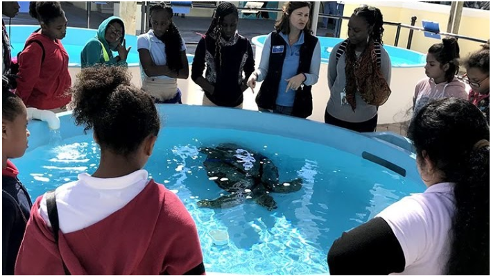 Students watching a turtle at the Loggerhead Marine Life Center